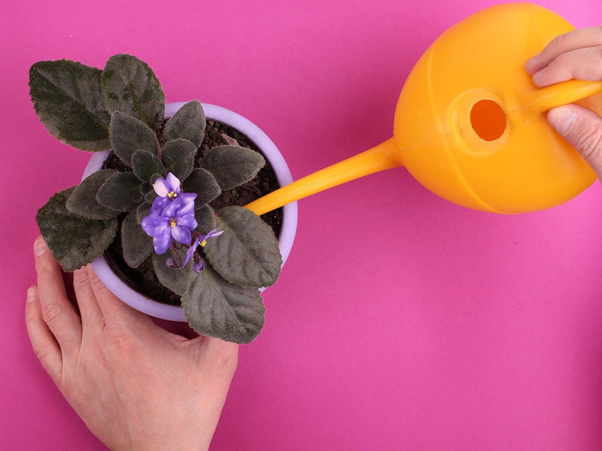 gyors kerteszeti trukkoket 04