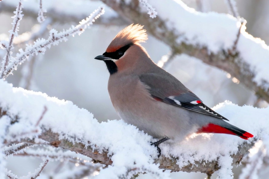 ho termeszetes fertotlenito 05