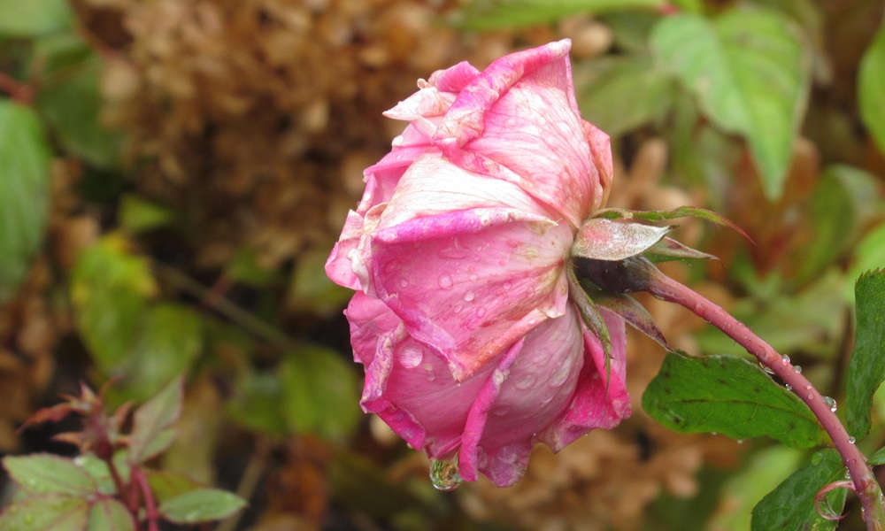 Mit lehet még megcsinálni a kertben két ünnep között, ha nem fagy?