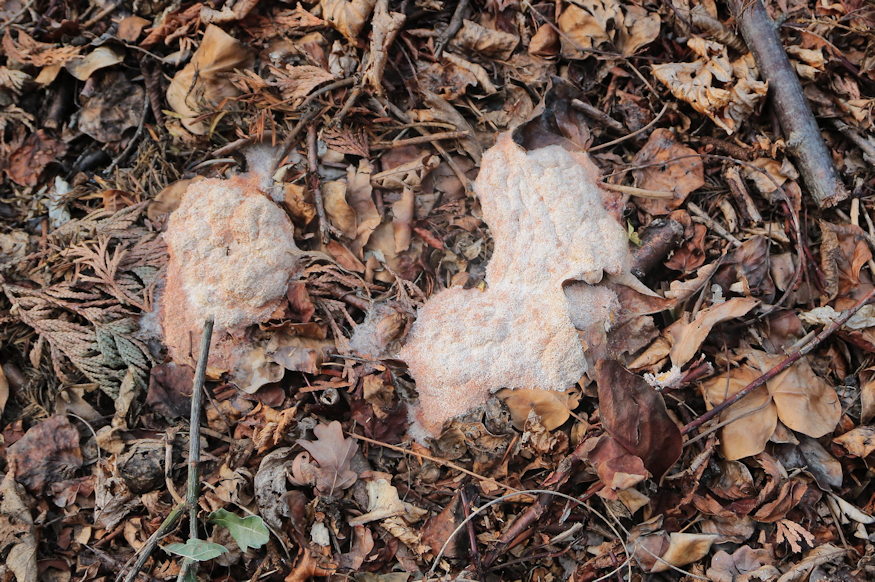 kerti jelenseg felreert 02