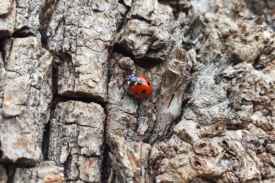 kerti jelenseg felreert 04