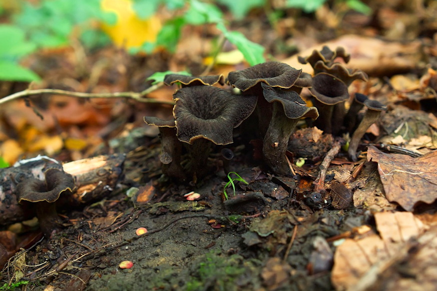 kerti jelenseg felreert 05