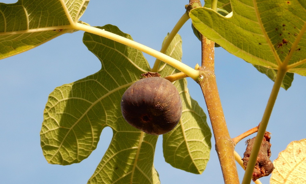 Komposztálható-e a füge levele? – amikor a kertben is van „tejtestvér”