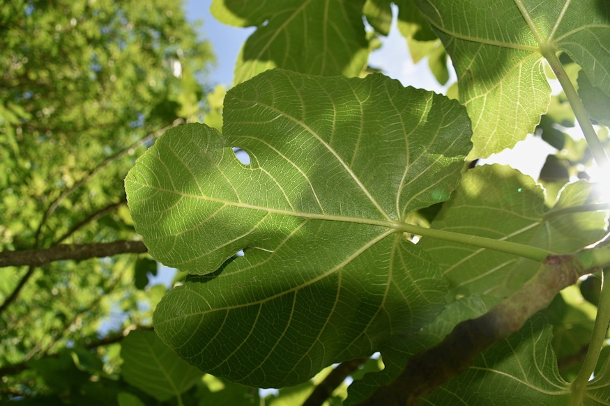 komposztalhato e fuge levele 02