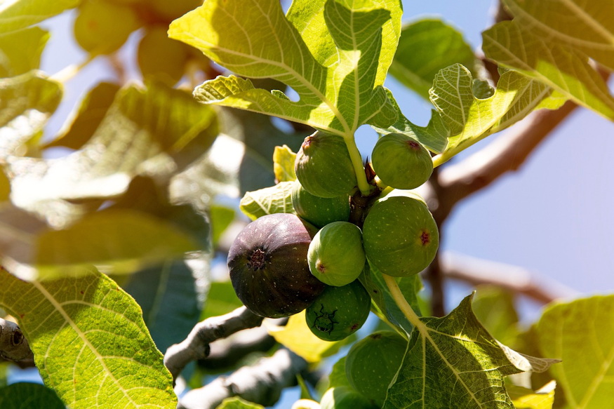 komposztalhato e fuge levele 03