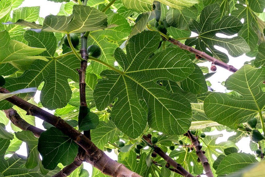 komposztalhato e fuge levele 04