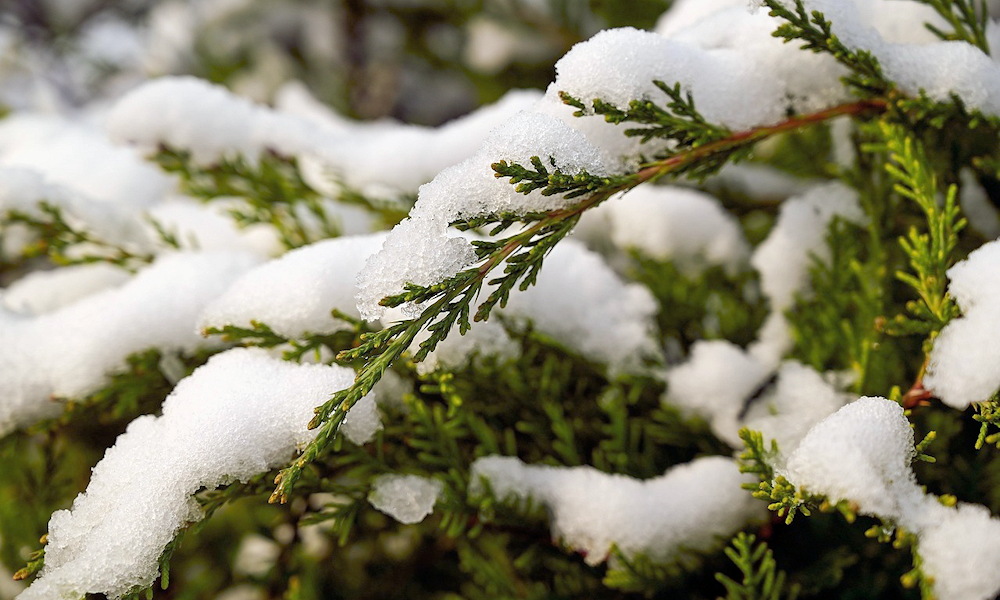 Lerázzuk a kertben a havat vagy hagyjuk békén?