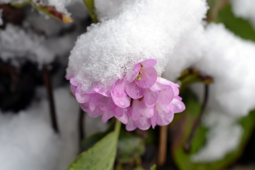lerazzuk kertben havat vagy 05