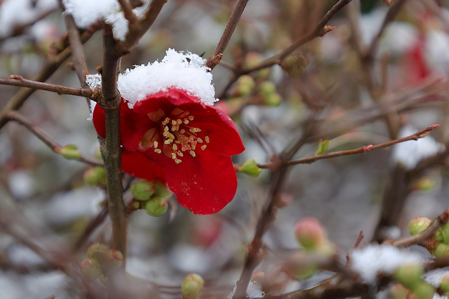 marcius aprilis szabaly 02