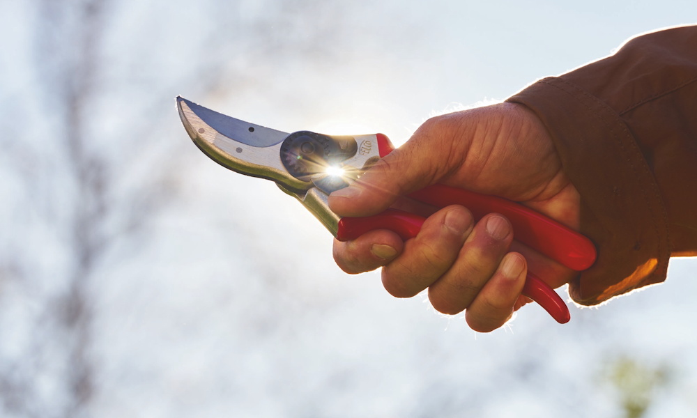 A metszőolló télen sem szeret tétlenkedni – mit vághatsz most és mit hagyj békén?