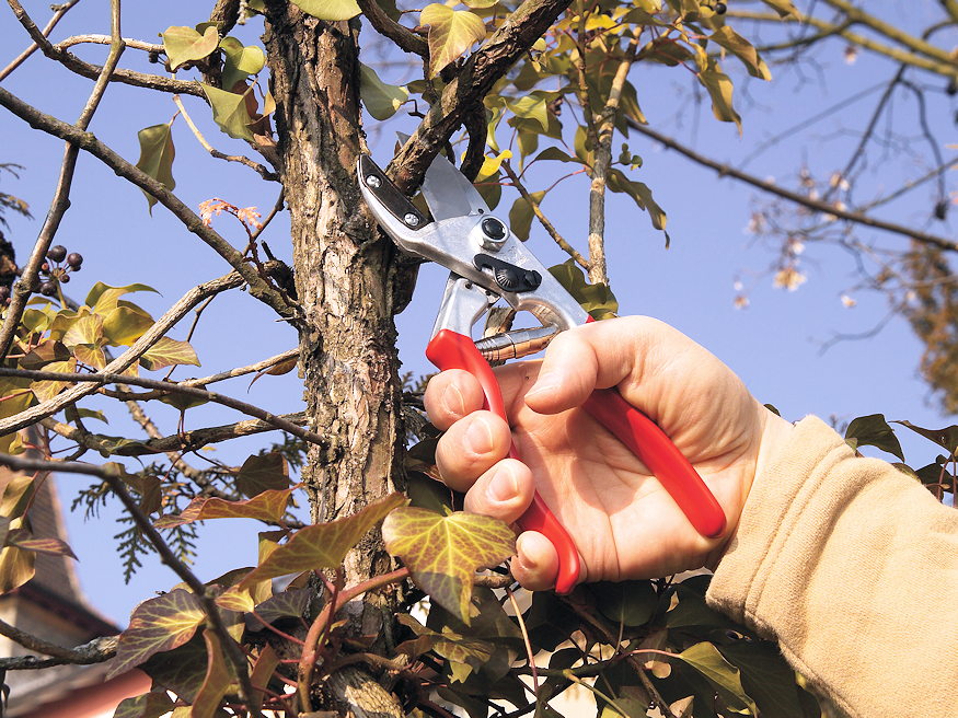 metszoollo nem szeret tetlenkedni 03