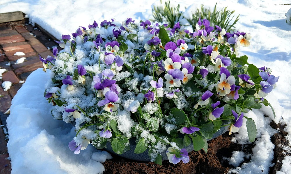 Miért olvad el a hó gyorsabban a kert egyik részén, mint a másikon?