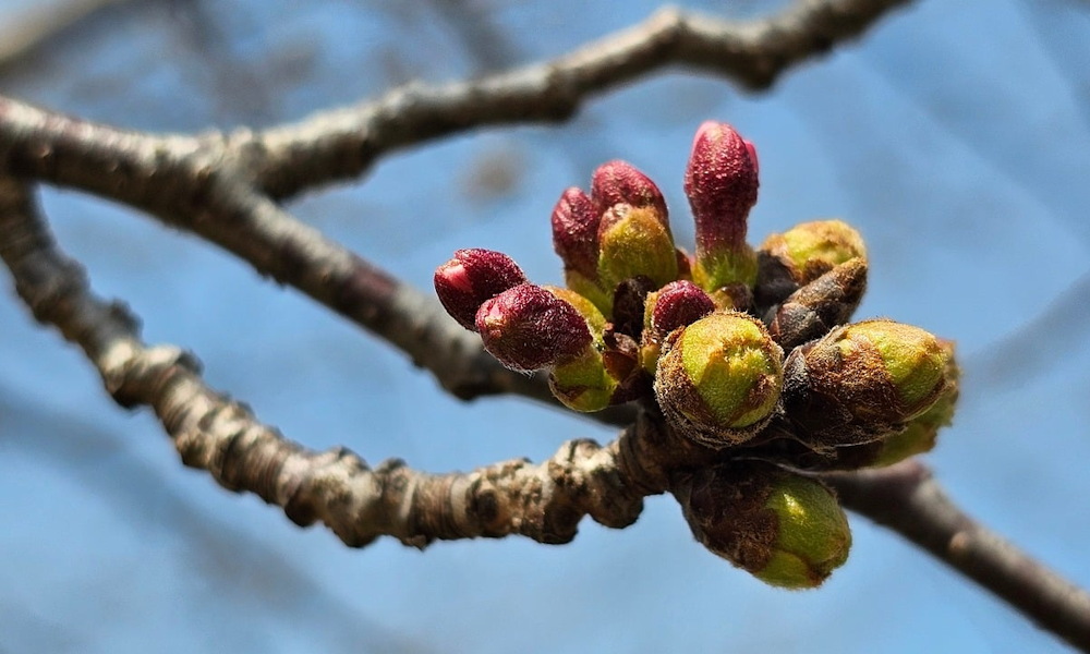 Hogyan „dönti el” egy növény, mikor induljon tavasszal? – Jelek, emlékek és óvatosság