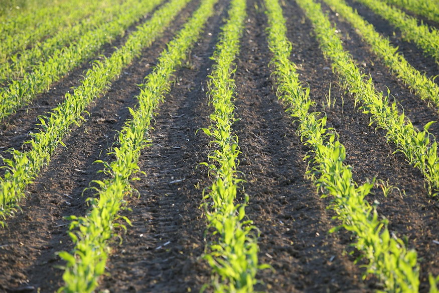 nepi idojoslo megfigyelesek 03