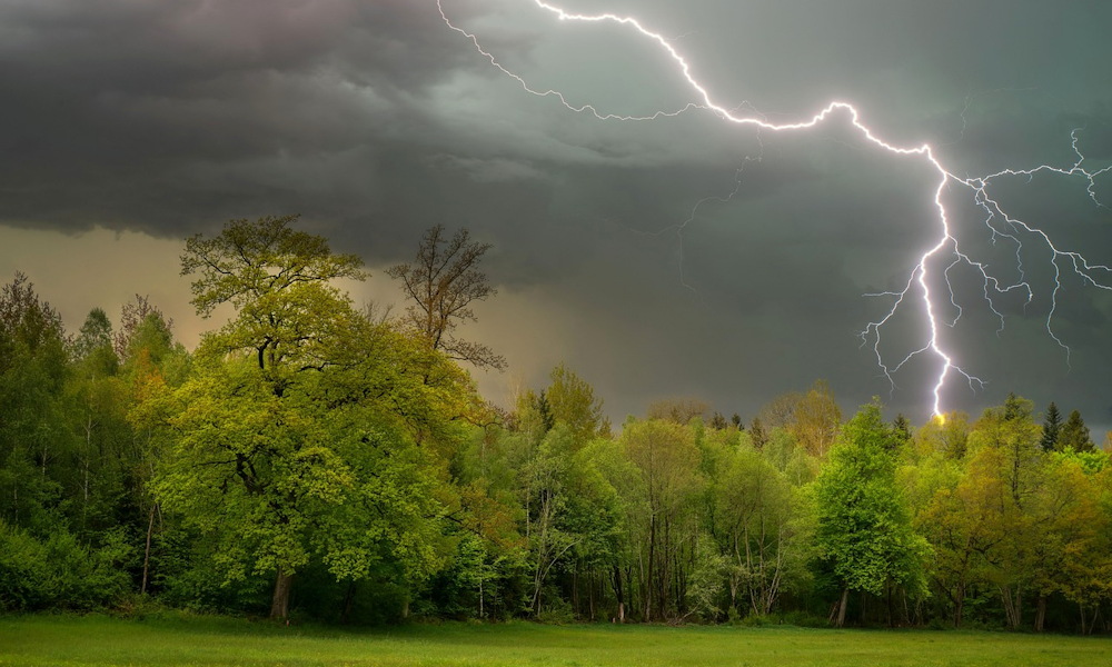 A növény, ami vonzza a villámlást? – Tudományos magyarázat egy virális hiedelem mögött