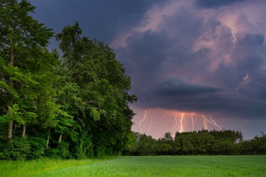 noveny vonzza villamlast 04