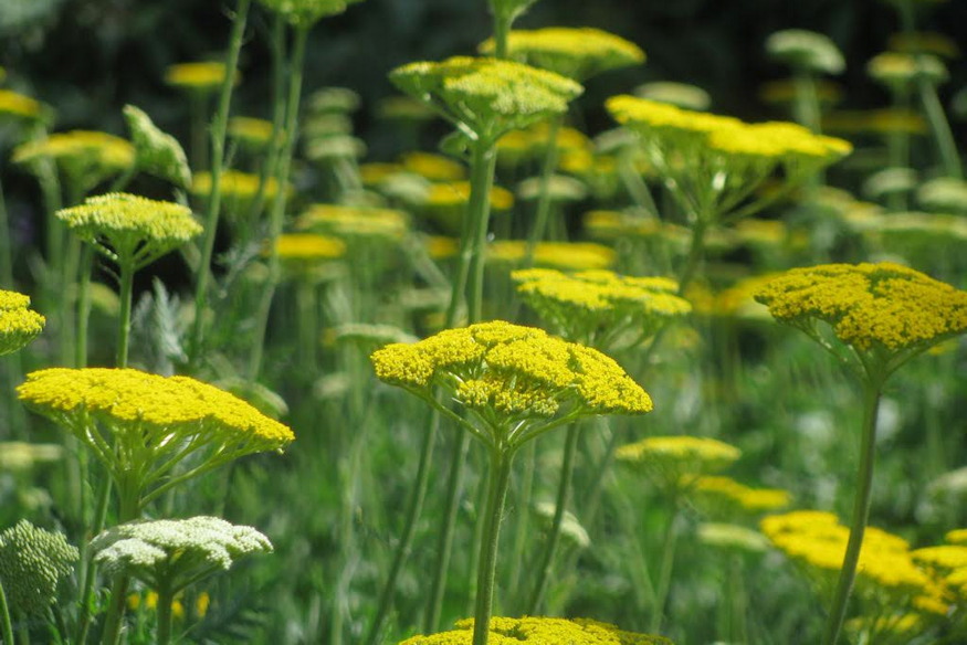 novenyek birjak klimavaltozast 03