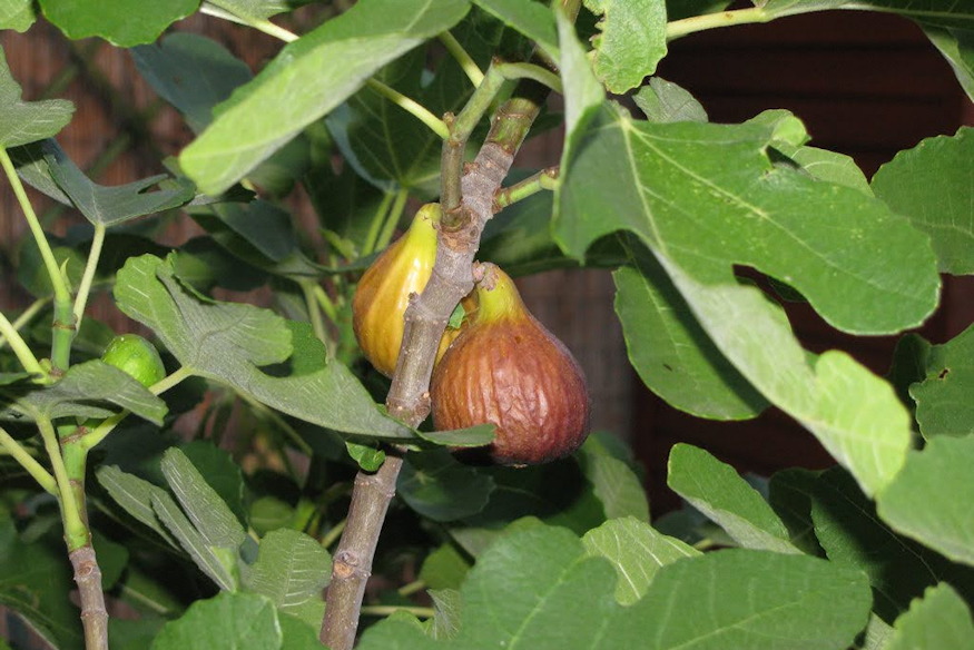 novenyek birjak klimavaltozast 05