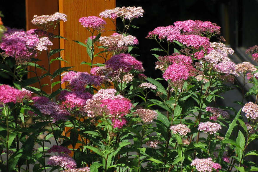 novenyek birjak klimavaltozast 06