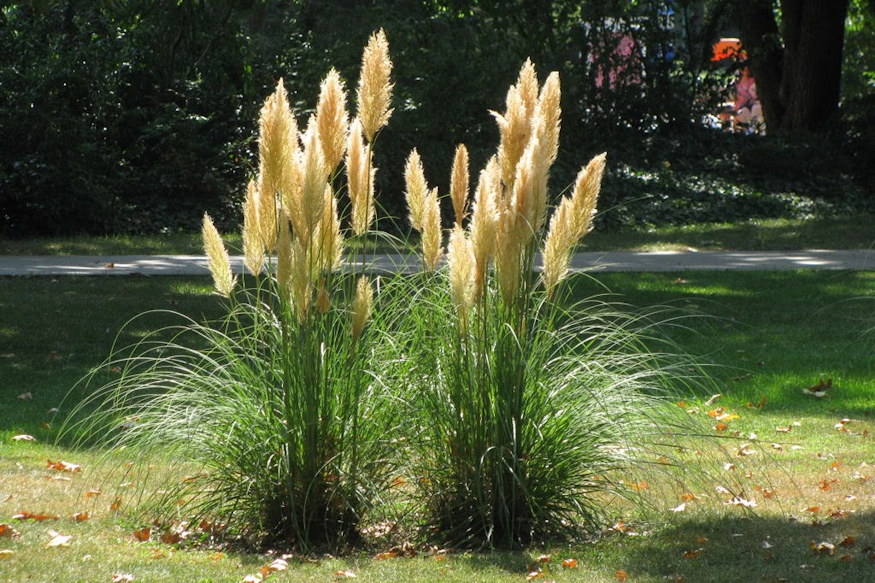 novenyek birjak klimavaltozast 07