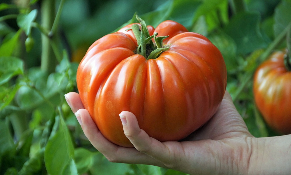 Amikor a paradicsom jobban ért hozzá, mint mi – a Dunning–Kruger-hatás a kertben