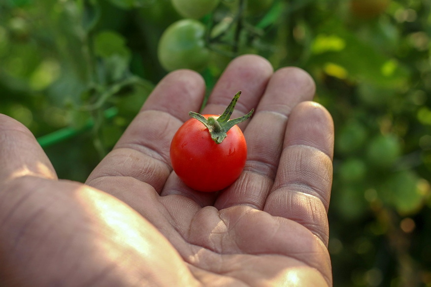 paradicsom jobban ert hozza 02