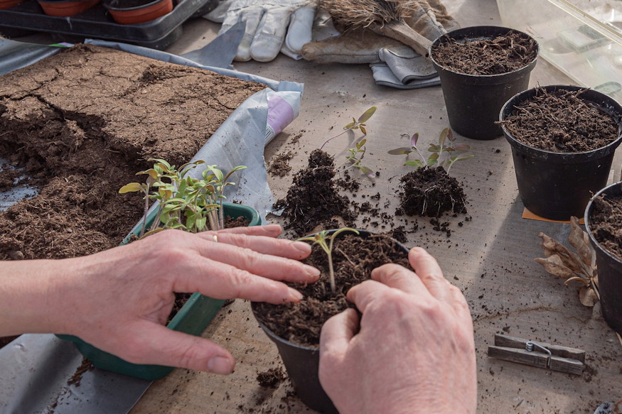 paradicsom jobban ert hozza 05