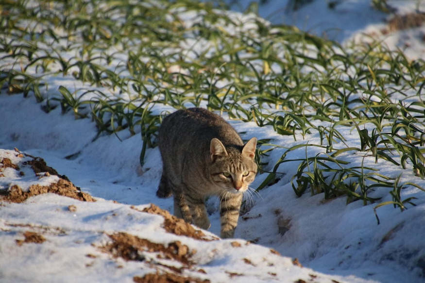 regen mit csinaltak telen 02