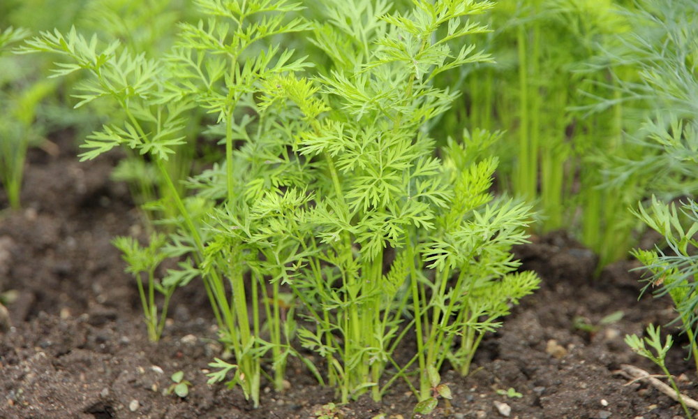 A régi módszer, amit újra felfedeztünk: a melegágy – a komposzt radiátora