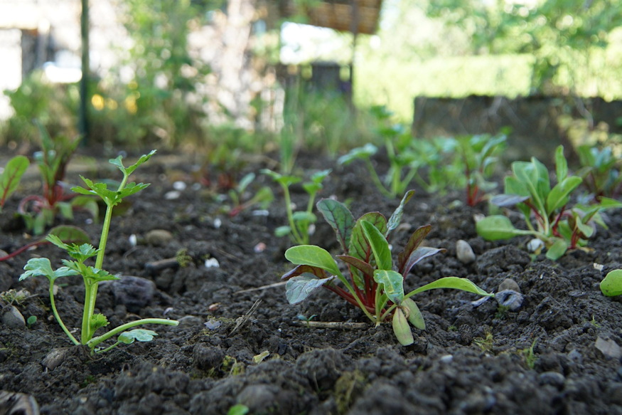 regi modszer melegagy 02