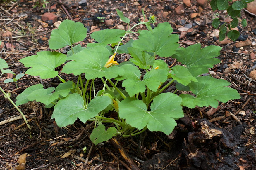 regi modszer melegagy 03