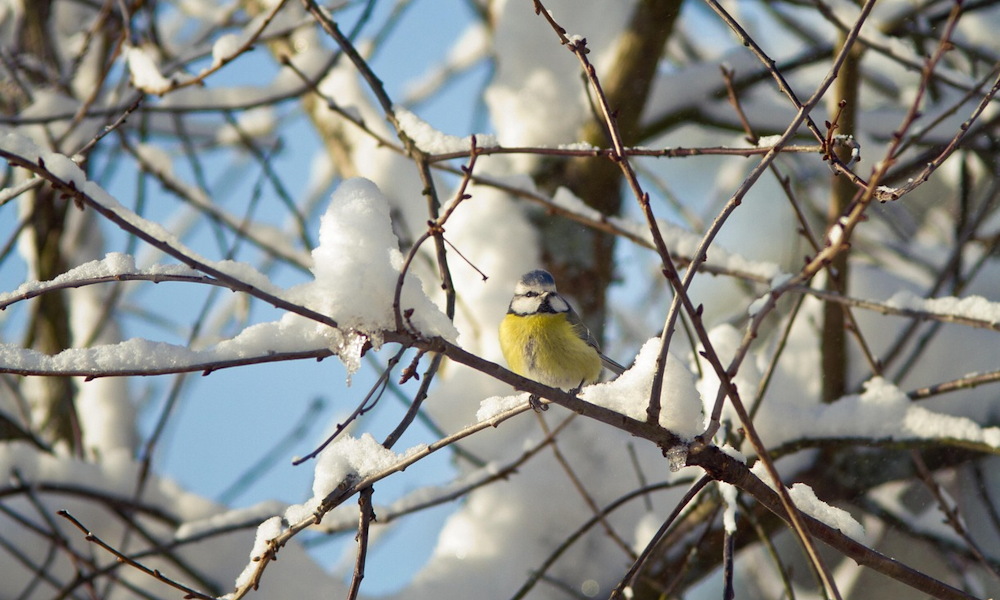 Miért lesz jobb a tavaszi indulás egy havas tél után?