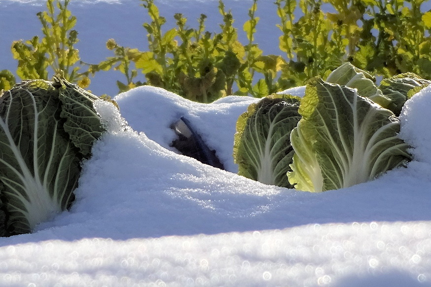 tavaszi indulas havas tel utan 08