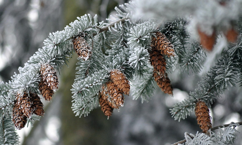 Téli kert illatokkal – amikor a hidegben szólalnak meg a növények