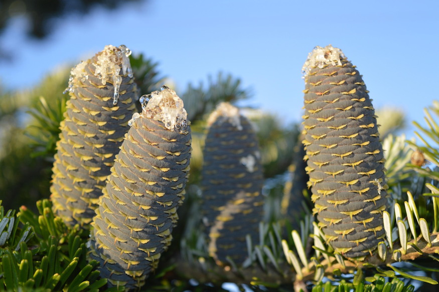 teli kert illatokkal 05