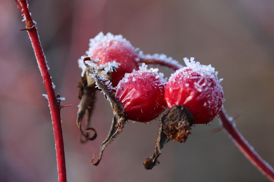 teli kert illatokkal 06