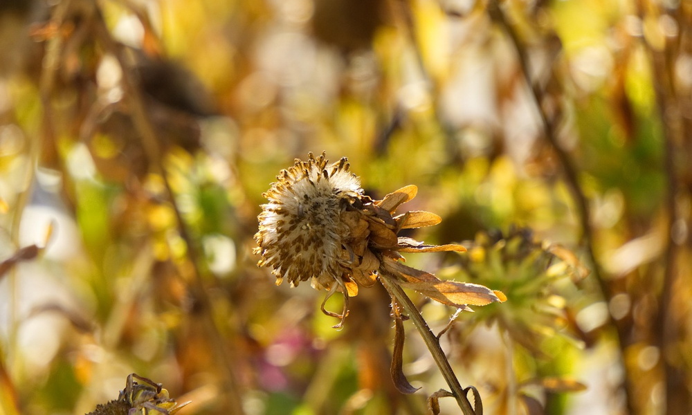 A természet nem steril – miért baj, ha túl tiszta a kert?