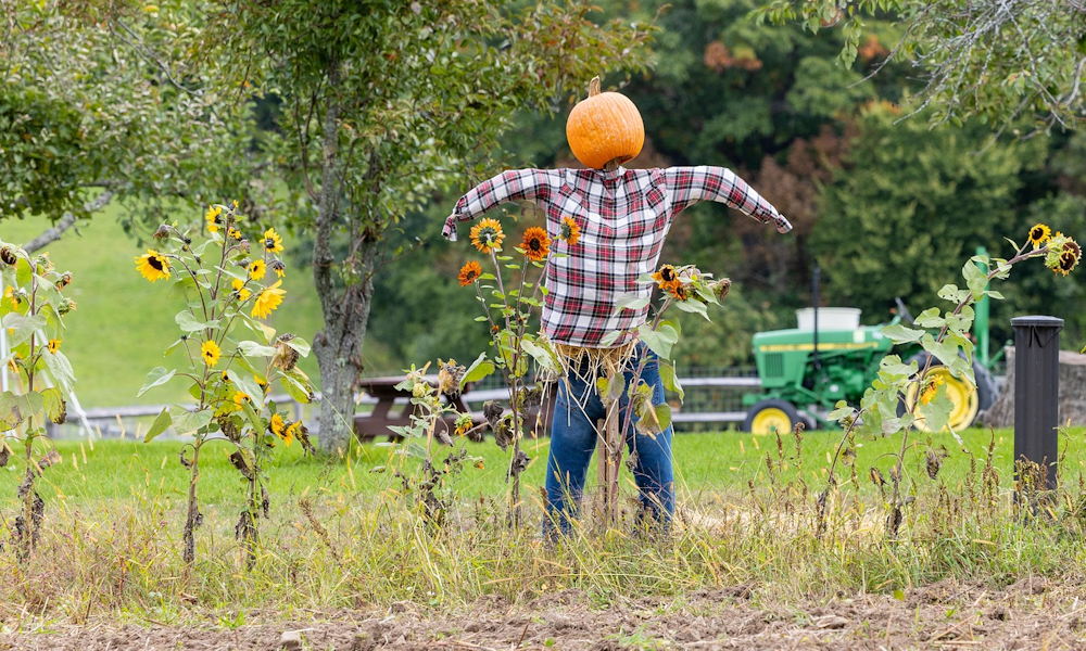 A madárijesztő, aki már rég nem ijeszt – de annál többet mesél