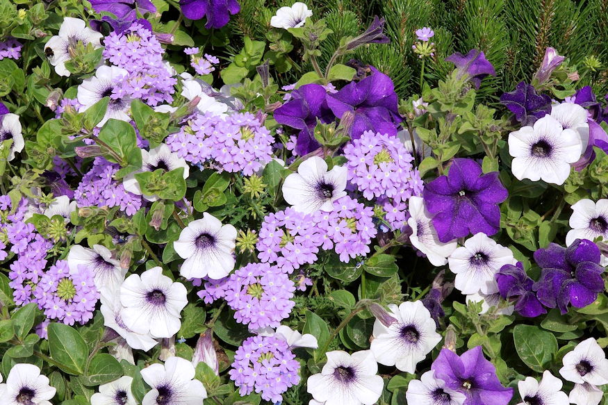 viragagy szo szerint agy 04