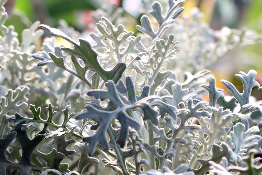 viragagy szo szerint agy 06