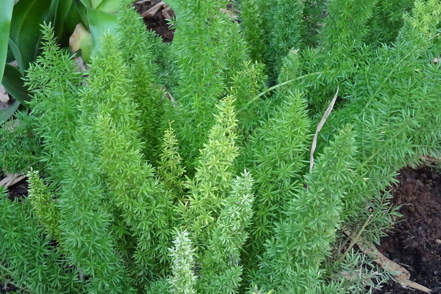 viragagy szo szerint agy 07