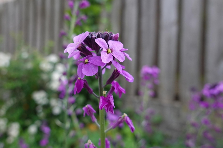 amikor egy illat hazavisz 02