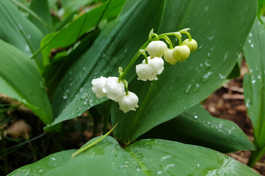 amikor egy illat hazavisz 05