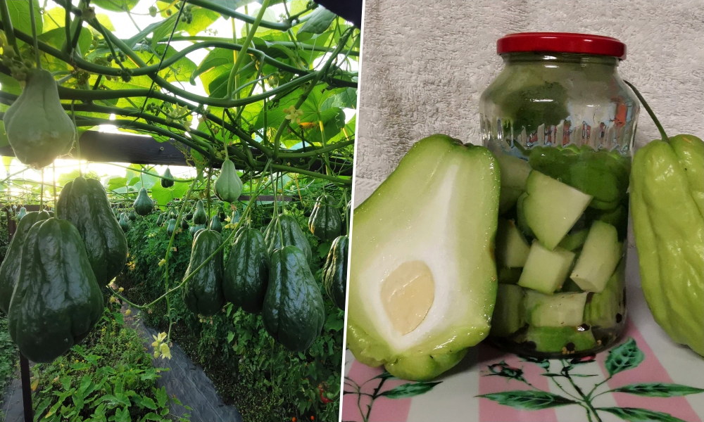 Fermentált és savanyított chayote – különlegességek egy hazai kiskertből