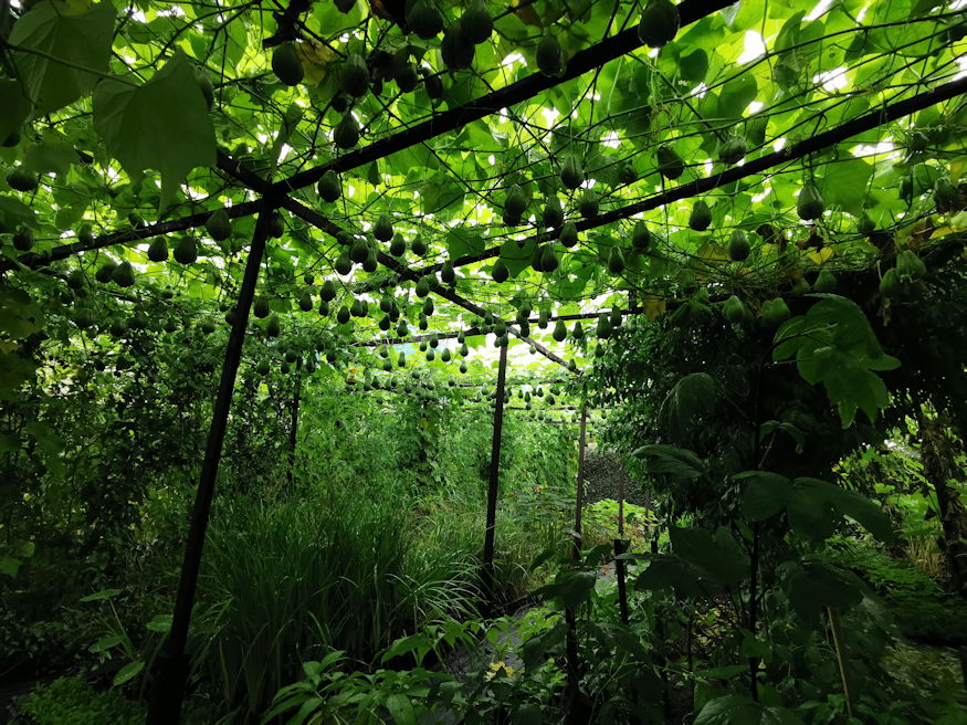 fermentalt savanyitott chayote 02