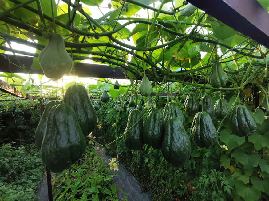 fermentalt savanyitott chayote 03