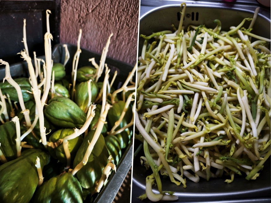 fermentalt savanyitott chayote 04