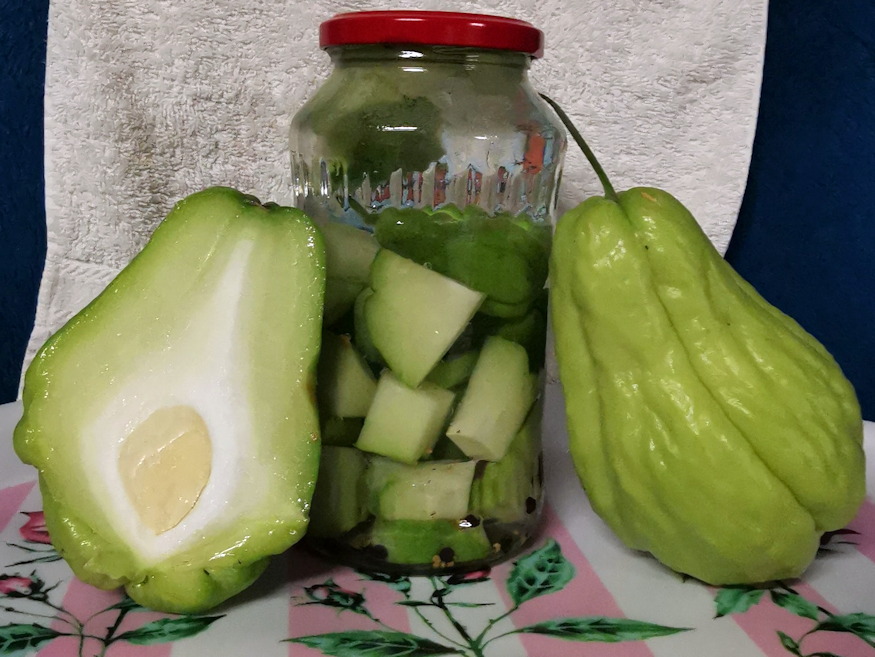 fermentalt savanyitott chayote 07