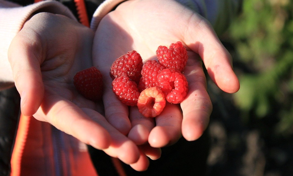 Megkérdeztük az olvasóinkat: mi nőtt a nagyszülők kertjében, amit ma már hiányolnak?