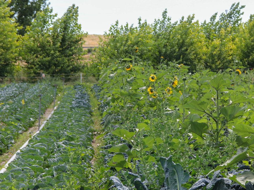 mi nott nagyszulok kertjeben 04
